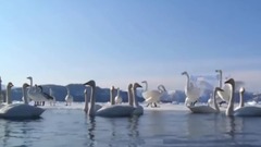 印第安音乐 飞翔的翅膀