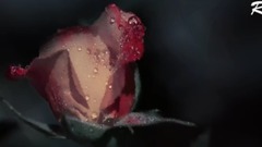 Eldar Mansurov - Gece zengleri