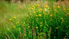 根据俄罗斯民歌改编的马头琴曲:“田野静悄悄”