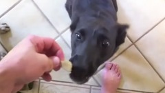 Snickers Abba is a cute dog