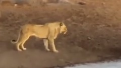 1 Gergedan 3 Aslana Kafa Tutarsa Zlesene