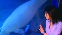 野生救援(WildAid) 公益广告 刘若英篇