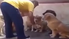 Top 5 Discipline Dogs Videos Compilation 2015