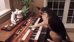 This compilation of smart dogs will leave you astonished!