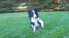 Nana the Border Collie Performs Amazing Dog Tricks