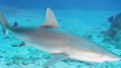 The Most Rare Shark Species Hidden in The Ocean