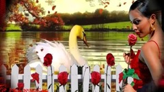 Wenn die Rosen wieder blühen  Claudia Dechand