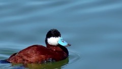 Правдивые факты об утке