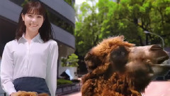 乃木坂46 - 乃木坂46・西野七瀬が失踪!_白石麻衣らメンバーが意味深なつぶやき はるやま商事"i-shirt"新CM"アイシャツ アイ篇"