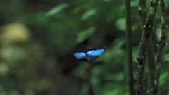 圣-桑小提琴与乐队作品:引子与回旋随想曲