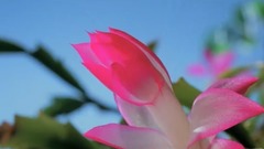 圣-桑小提琴与乐队作品:哈巴涅拉舞曲