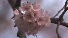 木村好夫:横滨的黄昏