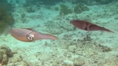 莫扎特:C大调长笛和竖琴协奏曲,K299