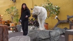 聖地牙哥動物園 白色北極狼