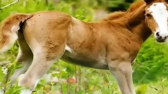 Enigma,音乐短片 - Return To Innocence