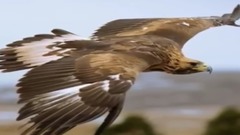 Enigma,音乐短片 - Silence Must Be Heard