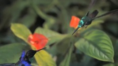 抒情风景画大师门德尔松