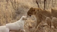 无所畏惧的动物 2016 滑稽的宠物