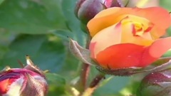 Hasan Dursun - zledim Resulü Dinle zlesene