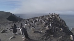 “圆舞曲之王”小约翰·施特劳斯:咸水湖圆舞曲