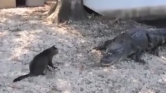 There's A Daring Meow