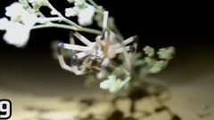 The Biggest Spiders In The World