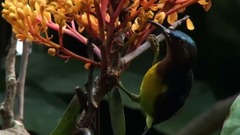 西班牙盲人作曲家华金·罗德里戈饮誉世界的吉他名曲:“阿兰胡埃斯协奏曲”