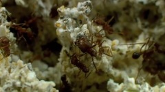 “拉美最负盛名的古典乐作曲家”海特尔·维拉-罗伯斯的吉他曲:巴西流行乐组曲