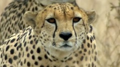 俄罗斯音乐大师和旋律大师 柴科夫斯基:“降b小调第一钢琴协奏曲”