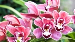 梅兰梅兰我爱你