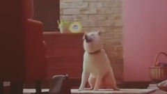 乃木坂46 - ソフトバンク ギガちゃんのギガ学割CM全集(全11種)