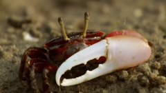 柴可夫斯基极尽优雅的“C大调弦乐小夜曲”