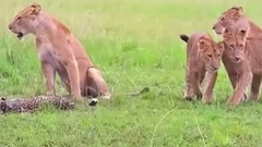 T GER vs W LD BOAR Real Fight Lion Leopard Wild Dogs Deer Buffalo Snake Hippo - Animal Attacks