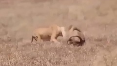 CRAZ EST Animal Fights Lion vs Crocodile Bear Tiger Gorilla Elephant Buffalo Wild Animal Attacks