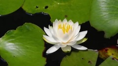 民乐群星,风景,音乐短片,轻音乐,Cicada - Drowning in the Fog of Yours by Cicada