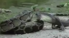 TOP PELEA ANACONDA VS COCODRILO