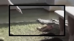TOP 8 ataques de cocodrilos a personas captados en video. SIN CENSURA