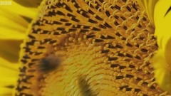 夏日的安娜小笺