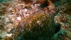 “西方近代音乐之父”巴赫:G大调第一大提琴组曲,BWV1007