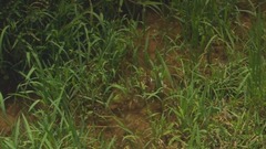 莫扎特:C大调第二十一钢琴协奏曲,K467