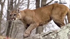 CROCOD LE vs ZEBRA Real Fight - Grizzly Bear Snake Leopard Porcupine Lynx Puma Cougar Lion Hyena