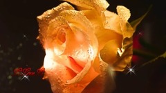 Nh c Hoa T u - Le T n Qu c