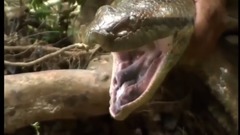 World's Giant Snake Anaconda found in Amazon Rain forest Python Snake Attacks - Giant Anaconda
