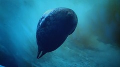 亨德尔:D大调水上音乐第二组曲,HWV349