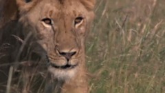 圣桑:a小调第一大提琴协奏曲op.33