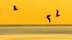 Cabo Del Mar (On The Beach Mix) - Pedro del Mar