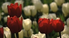 李斯特:降E大调第一钢琴协奏曲