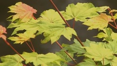 李斯特:A大调第二钢琴协奏曲