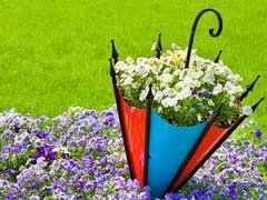 鸟语花香 森林中的蓝铃花