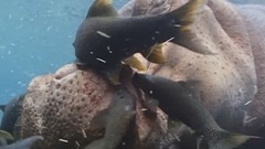 贝多芬:f小调第二十三钢琴奏鸣曲,op.57(热情奏鸣曲)